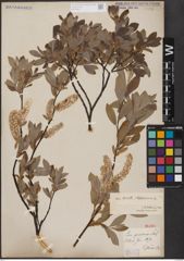 Foto von Salix aurita L. x Salix lapponum L.
